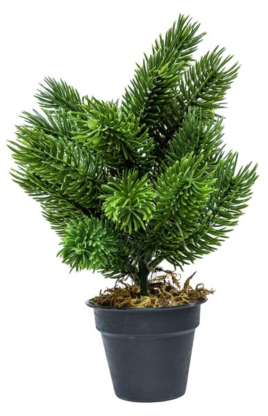 Mini műfenyő cserépben 22 cm Hó nélküli