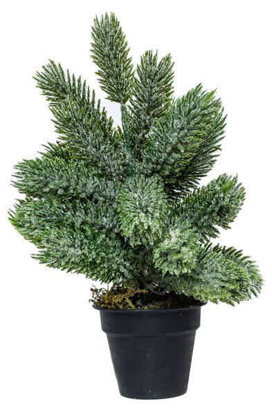 Mini műfenyő cserépben 22 cm Hó nélküli