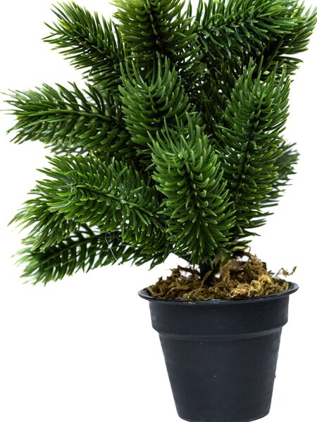 Mini műfenyő cserépben 22 cm Hó nélküli