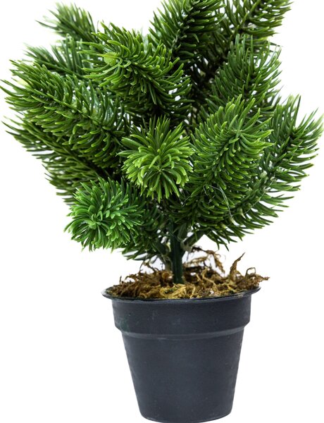 Mini műfenyő cserépben 22 cm Hó nélküli