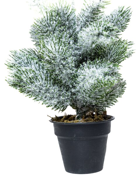 Mini műfenyő cserépben 22 cm Hó nélküli