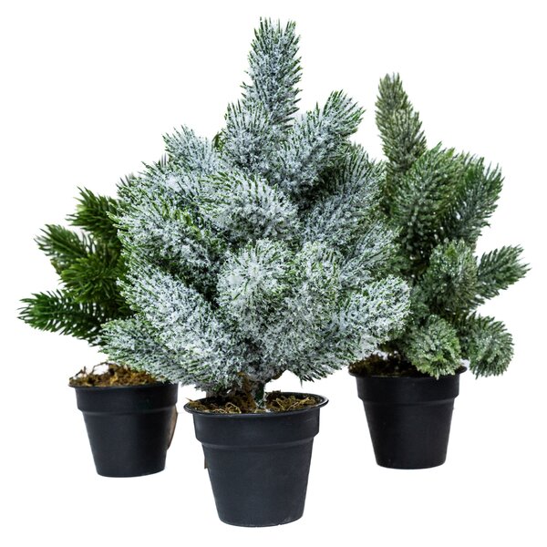 Mini műfenyő cserépben 22 cm Hó nélküli