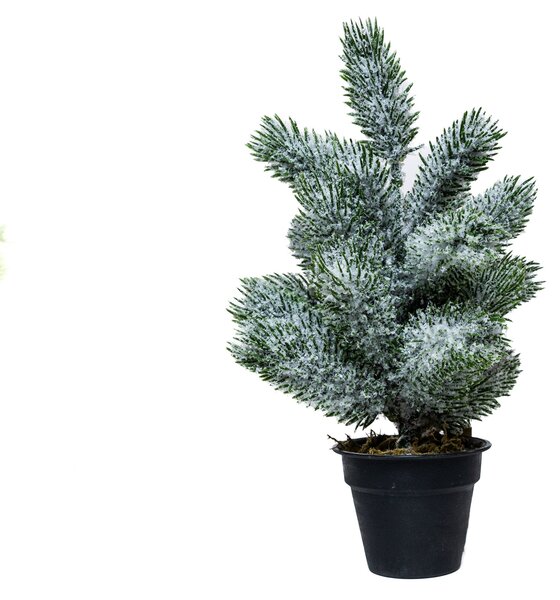 Mini műfenyő cserépben 22 cm Hó nélküli