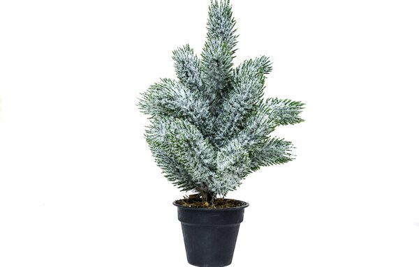 Mini műfenyő cserépben 22 cm Hó nélküli