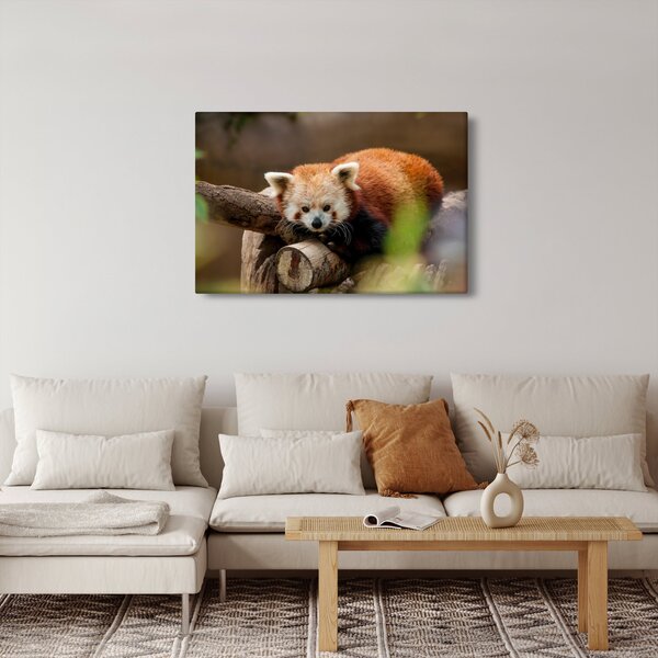 Vörös panda képe (90x60 cm)