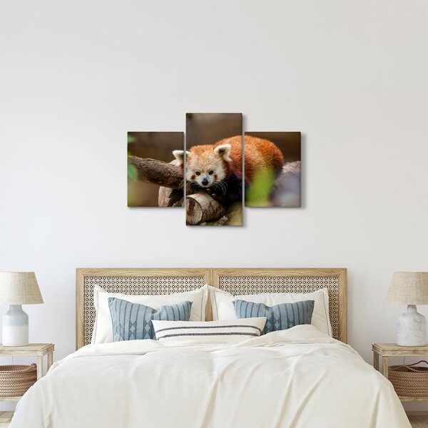Vörös panda képe (90x60 cm)
