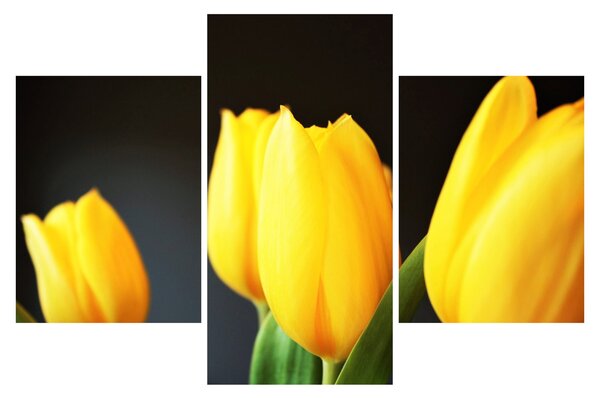 Tulipán képe (90x60 cm)