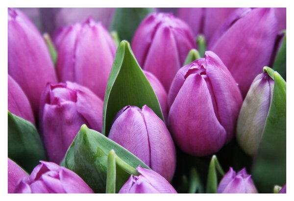 Kép - tulipánok (90x60 cm)