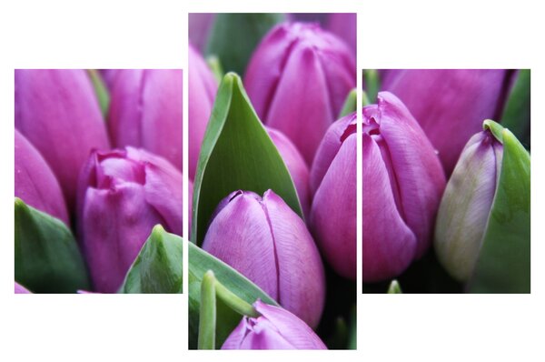Kép - tulipánok (90x60 cm)