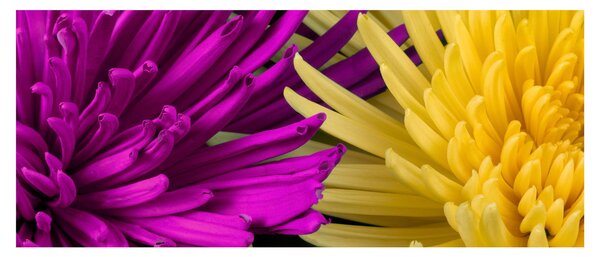 Kép - virág részlet (120x50 cm)