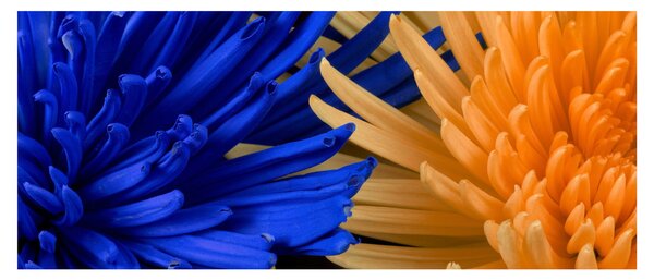 Részletes virágkép (120x50 cm)