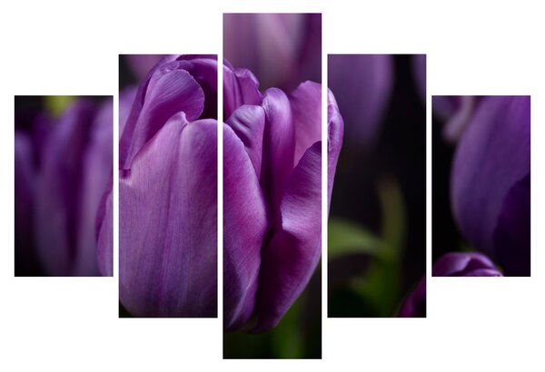 Tulipán vírág képe (150x105 cm)