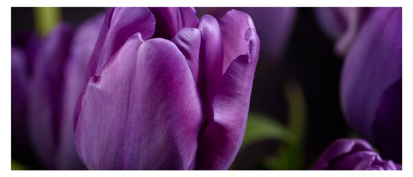 Tulipán vírág képe (120x50 cm)