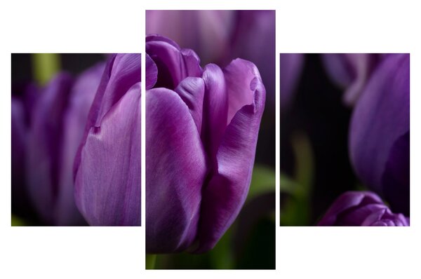 Tulipán vírág képe (90x60 cm)