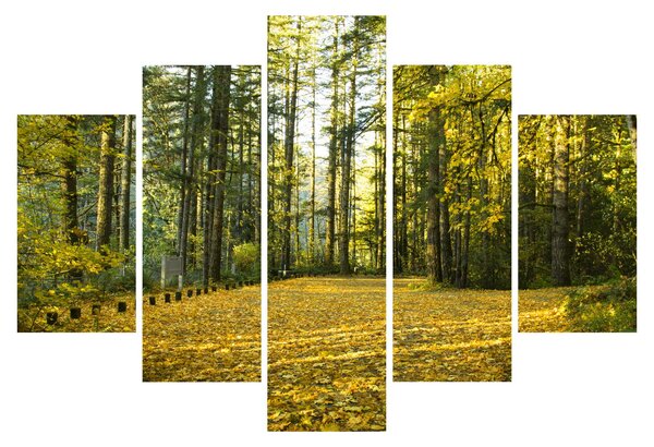 Kép - erdő ősszel (150x105 cm)