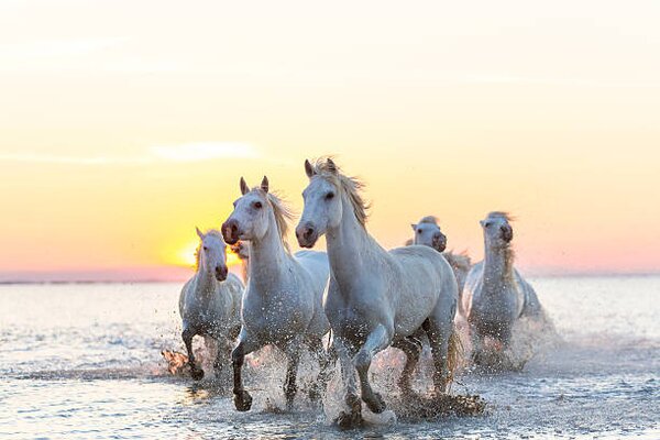 Művészeti fotózás Camargue white horses running in water at sunset, Peter Adams, (40 x 26.7 cm)