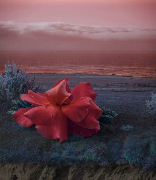 Művészi plakát Surreal Giant flower rose, Vizerskaya, (35 x 40 cm)