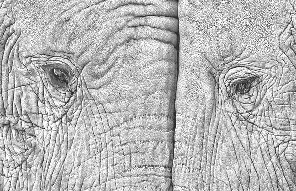 Művészeti fotózás Close-up of two elephants standing face to face, juanluis_duran, (40 x 26.7 cm)