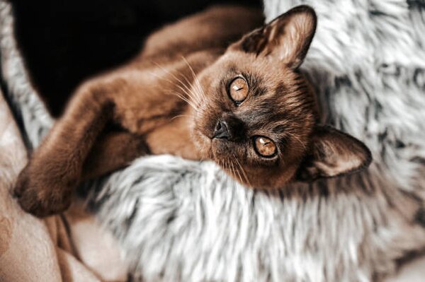 Fotográfia Cute Brown Burmese Kitten looking at camera, frankiefotografie, (40 x 26.7 cm)