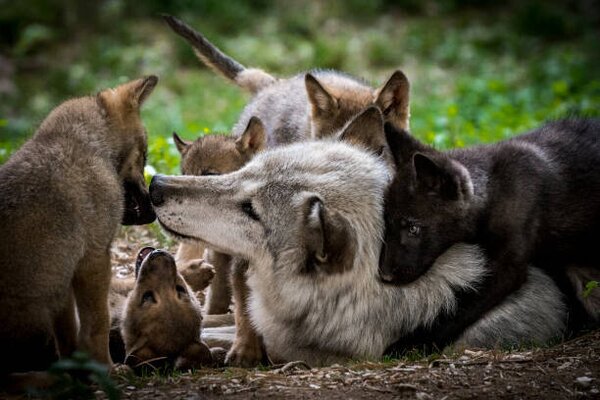 Fotográfia Wolf with litter of playful cubs, Zocha_K, (40 x 26.7 cm)