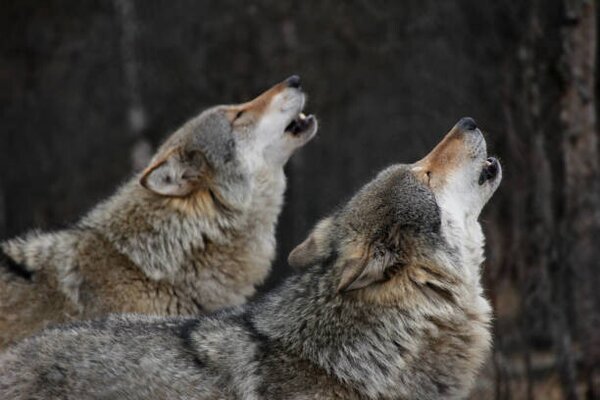 Fotográfia Howling wolves, Bjarne Henning Kvaale, (40 x 26.7 cm)
