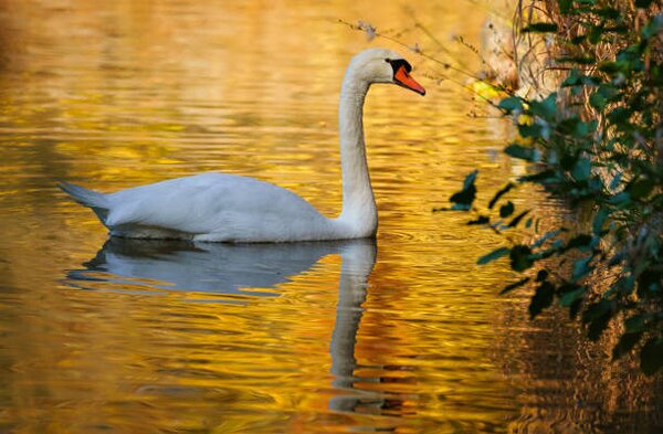 Fotográfia Side view of swan swimming in lake, Stephan Gehrlein / 500px, (40 x 26.7 cm)