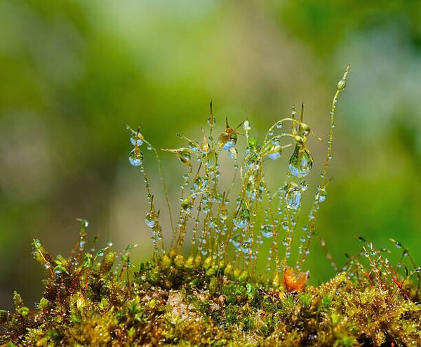 Fotográfia Water drops on moss with Sun beams, K-Paul, (40 x 35 cm)