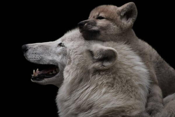 Fotográfia Mother's love between arctic wolf and, Thomas Marx, (40 x 26.7 cm)