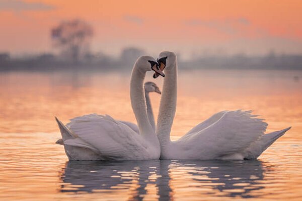 Fotográfia Swans floating on lake during sunset, SimonSkafar, (40 x 26.7 cm)