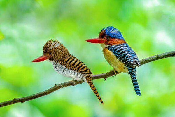 Fotográfia Beautiful couple of Banded Kingfisher birds, boonchai wedmakawand, (40 x 26.7 cm)