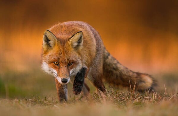 Művészeti fotózás Portrait of red fox standing on grassy field, Wojciech Sobiesiak / 500px, (40 x 26.7 cm)