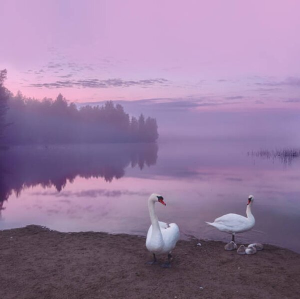 Művészeti fotózás Mute swans with cygnets, Milamai, (40 x 40 cm)