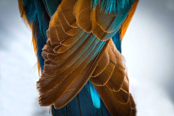 Fotográfia Kingfisher Wing Detail Background Structure Feather, wWeiss Lichtspiele, (40 x 26.7 cm)
