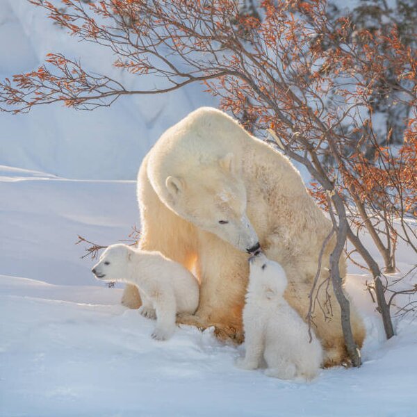 Művészeti fotózás Two polar bears play fight,Wapusk National, Hao Jiang / 500px, (40 x 40 cm)