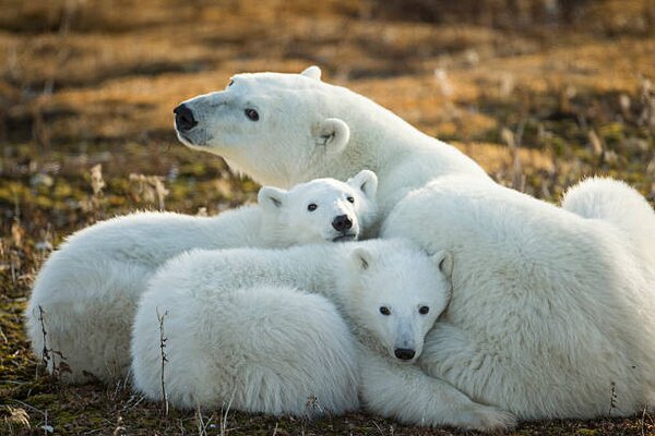 Művészeti fotózás Polar Bear and Cubs by Hudson, Paul Souders, (40 x 26.7 cm)
