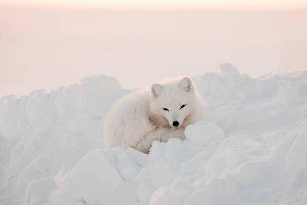 Fotográfia Arctic white fox close-up. Arctic fox, Oksana Stasenko, (40 x 26.7 cm)