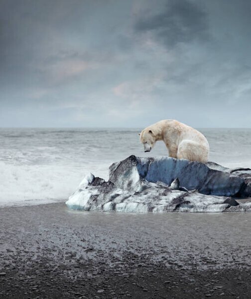 Fotográfia Polar bear on the melting iceberg, narvikk, (35 x 40 cm)