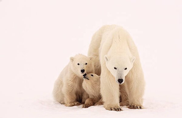 Fotográfia Polar Bear Sibling Affection, John Conrad, (40 x 26.7 cm)