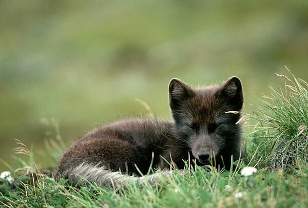 Fotográfia Arctic Fox Laying in the Grass, Natalie Fobes, (40 x 26.7 cm)