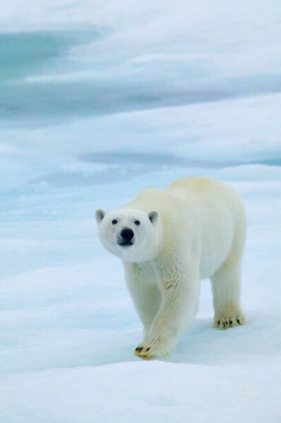 Fotográfia Polar Bear on Sea Ice, Sniffing the Air, Hans Strand, (26.7 x 40 cm)