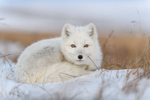 Fotográfia Wild arctic fox in tundra, Alexey_Seafarer, (40 x 26.7 cm)