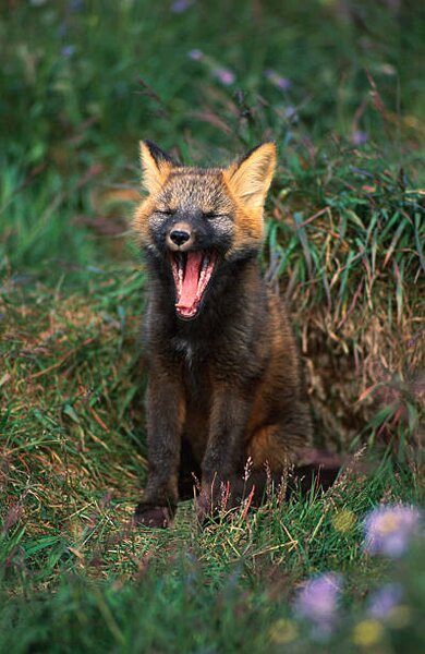 Fotográfia Arctic Fox Yawning, Danny Lehman, (26.7 x 40 cm)