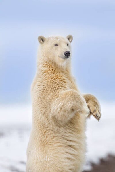 Művészeti fotózás Polar bear standing, Patrick J. Endres, (26.7 x 40 cm)