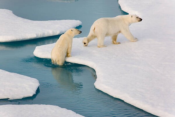 Fotográfia Two polar bears climbing out of water., SeppFriedhuber, (40 x 26.7 cm)