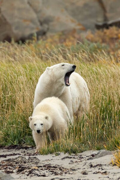 Fotográfia Polar Bear mother and cub, sow and cub, Stan Tekiela Author / Naturalist / Wildlife Photographer, (26.7 x 40 cm)
