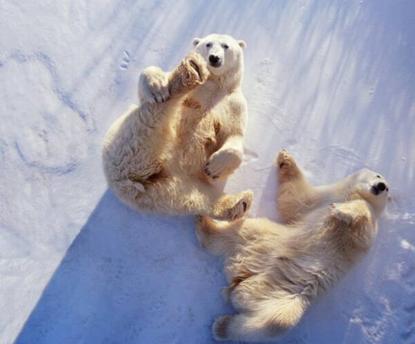 Művészeti fotózás Polar bears lying on backs,, George Lepp, (40 x 35 cm)