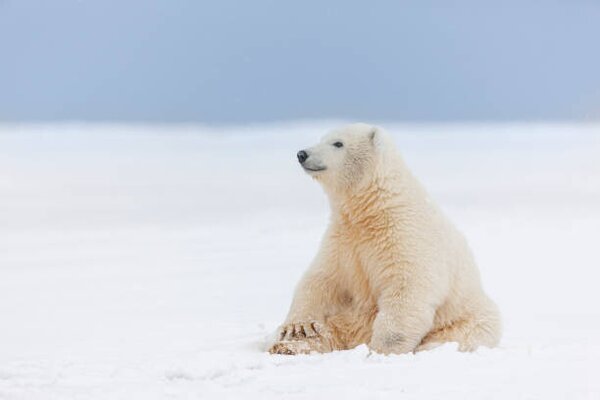 Fotográfia Polar bear cub in the snow, Patrick J. Endres, (40 x 26.7 cm)