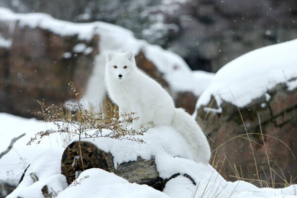 Fotográfia Arctic fox in snow, Jason Paige, (40 x 26.7 cm)