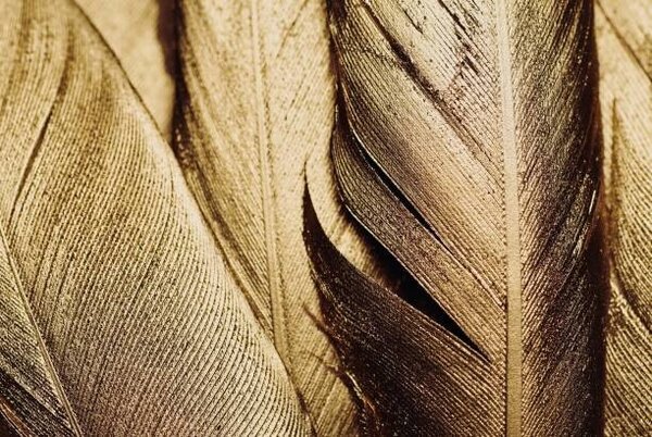 Illusztráció Close-up of Gold Leaf Feathers, Adrienne Bresnahan, (40 x 26.7 cm)
