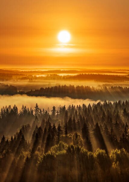 Művészeti fotózás Golden beautiful foggy forest sunbeams, Aulanko,, Milamai, (30 x 40 cm)